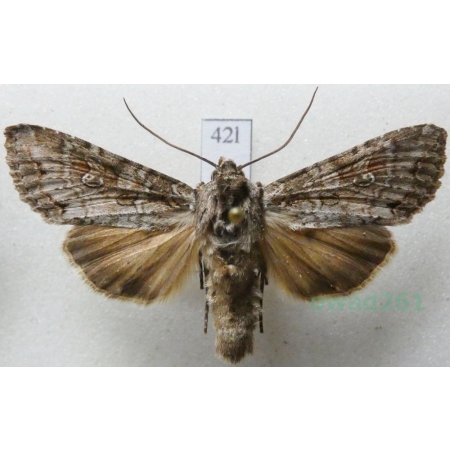 Eurois occulta (Linnaeus, 1758) Czech42l